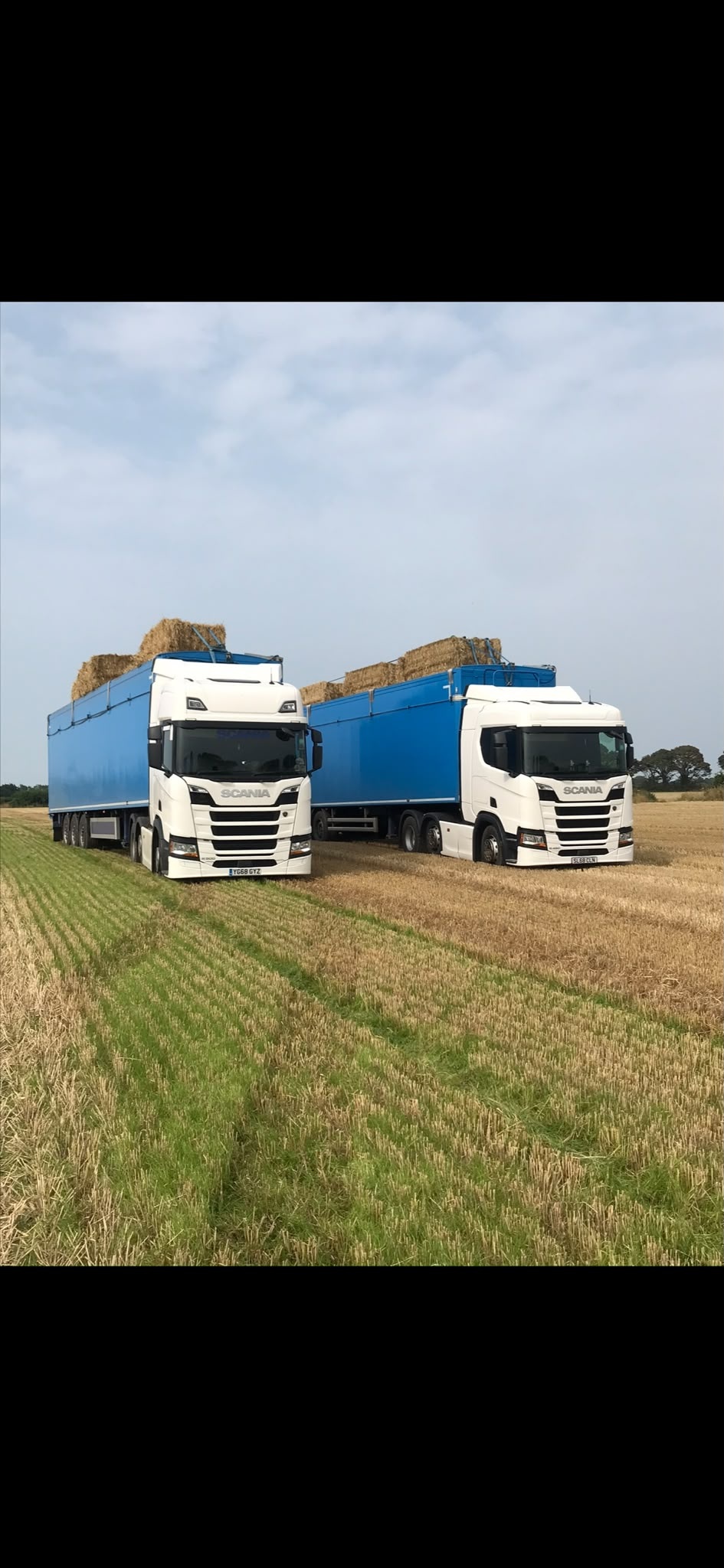 Two white Scania trucks with blue trailers and bale loads in a harvested field
